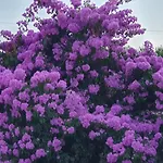 Delija