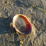Delija Klek