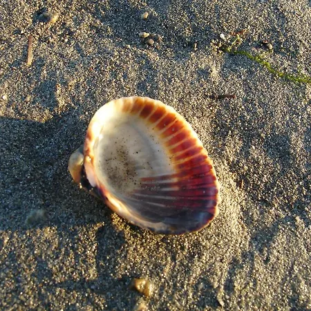 Delija Klek